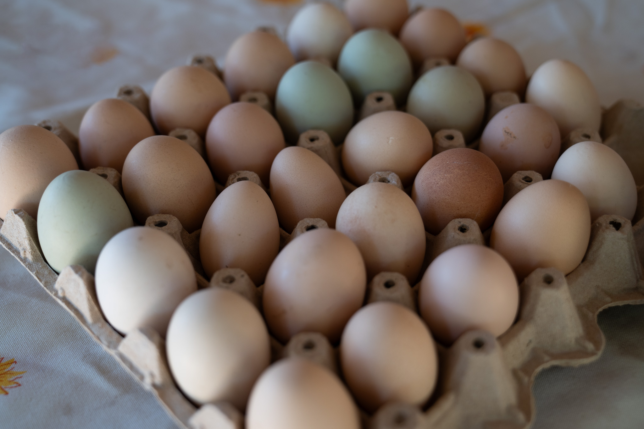 Gobierno Regional y Universidad de O’Higgins implementan laboratorio con potencial de verificar el sistema de producción de huevos de gallina