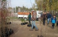 CONAF donó árboles a través del Programa de Arborización en la Provincia de Cachapoal