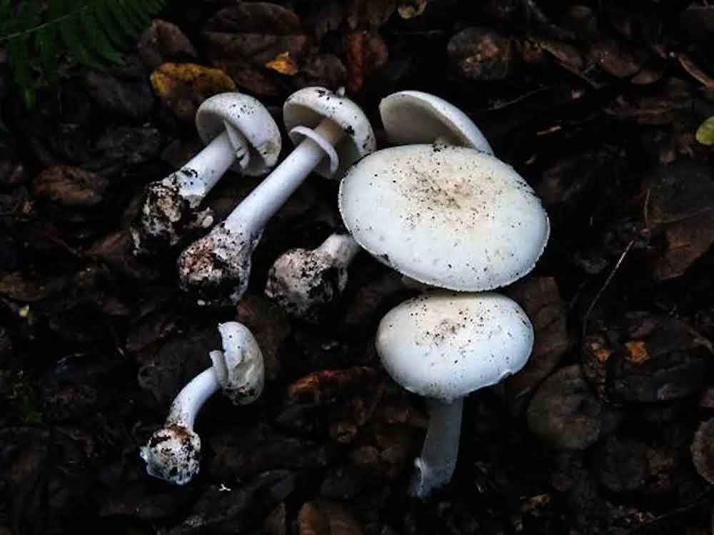 Seremi de Salud de O’Higgins hace llamado a no consumir hongos silvestres