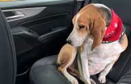 Margarita ya no está sola: de la tristeza del abandono al amor de un nuevo hogar