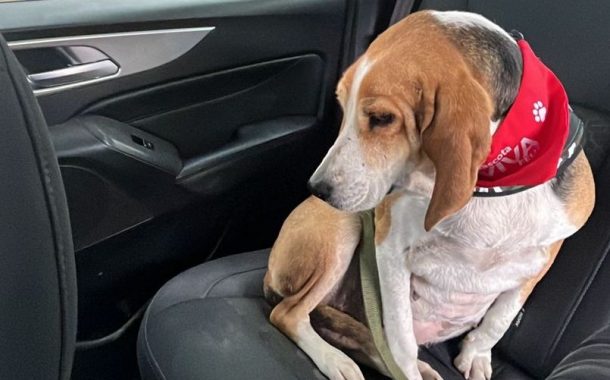 Margarita ya no está sola: de la tristeza del abandono al amor de un nuevo hogar