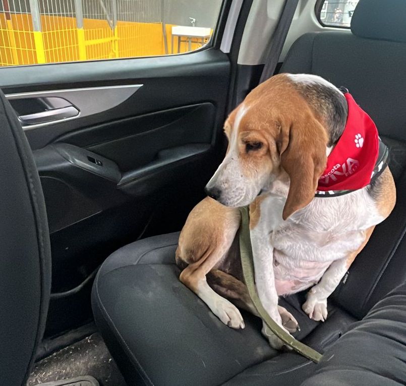 Margarita ya no está sola: de la tristeza del abandono al amor de un nuevo hogar
