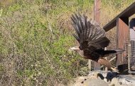 Trabajo colaborativo permite rescate de águila en Viña Caliterra de Palmilla