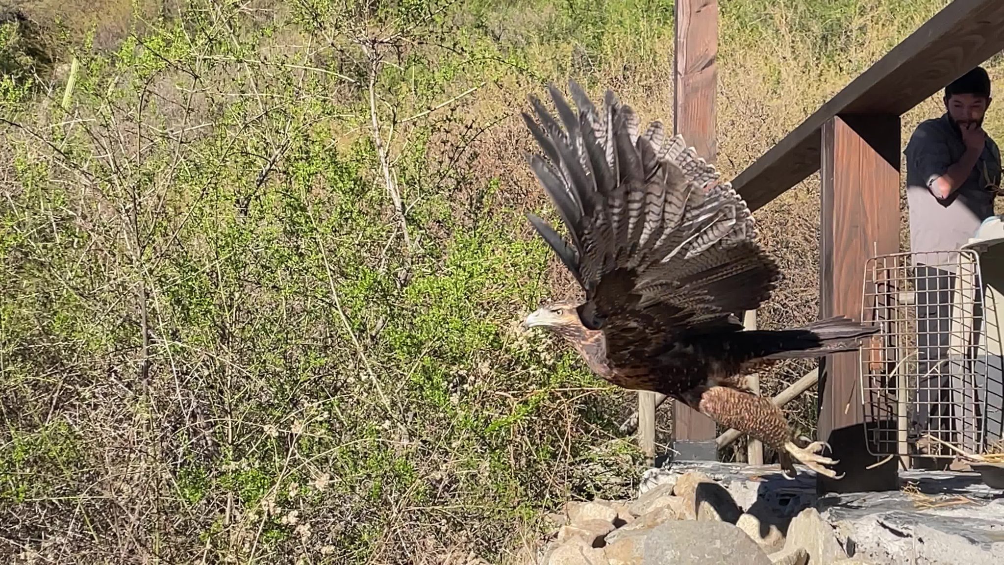 Trabajo colaborativo permite rescate de águila en Viña Caliterra de Palmilla