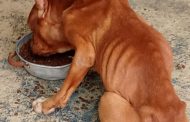 Rancagua: Municipio rescata 3 pitbulls en grave estado de maltrato y abandono