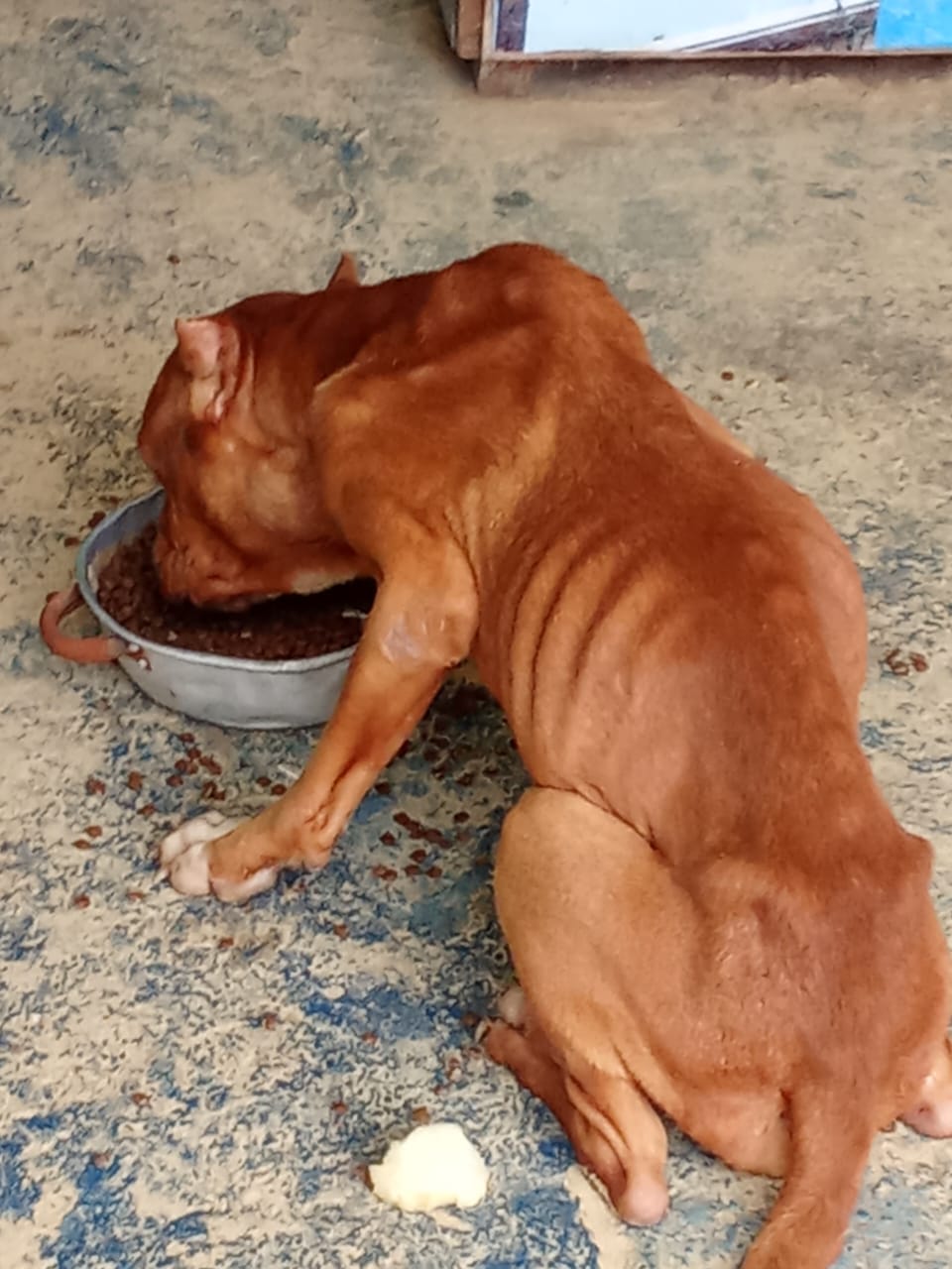 Rancagua: Municipio rescata 3 pitbulls en grave estado de maltrato y abandono