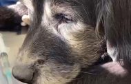 Municipio de Rancagua rescata nuevamente a mascota en grave estado de abandono