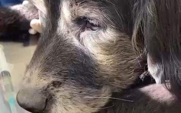 Municipio de Rancagua rescata nuevamente a mascota en grave estado de abandono