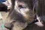 Municipio de Rancagua rescata nuevamente a mascota en grave estado de abandono