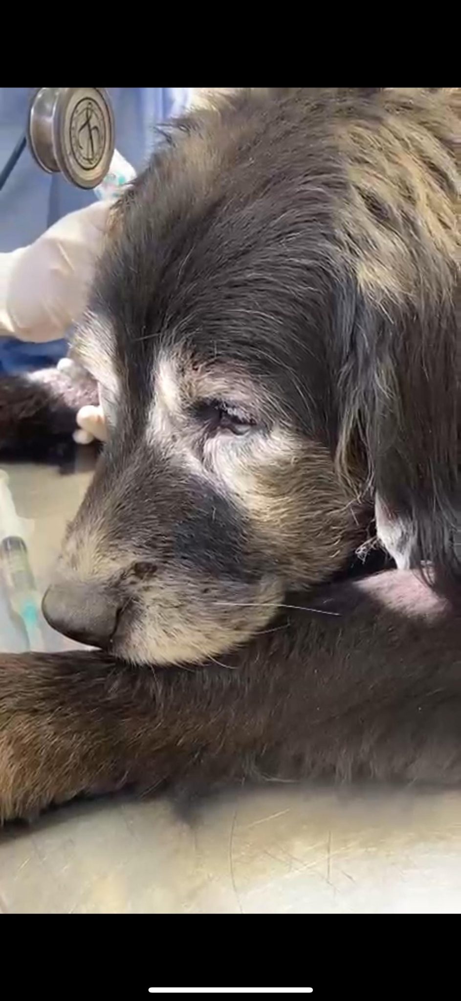 Municipio de Rancagua rescata nuevamente a mascota en grave estado de abandono