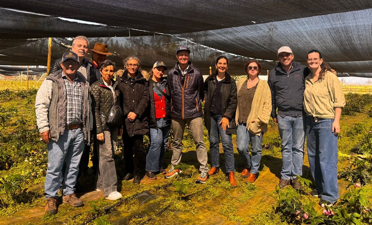 Importadores de Brasil y Estados Unidos visitaron O’Higgins para conocer la producción y oferta de peonías