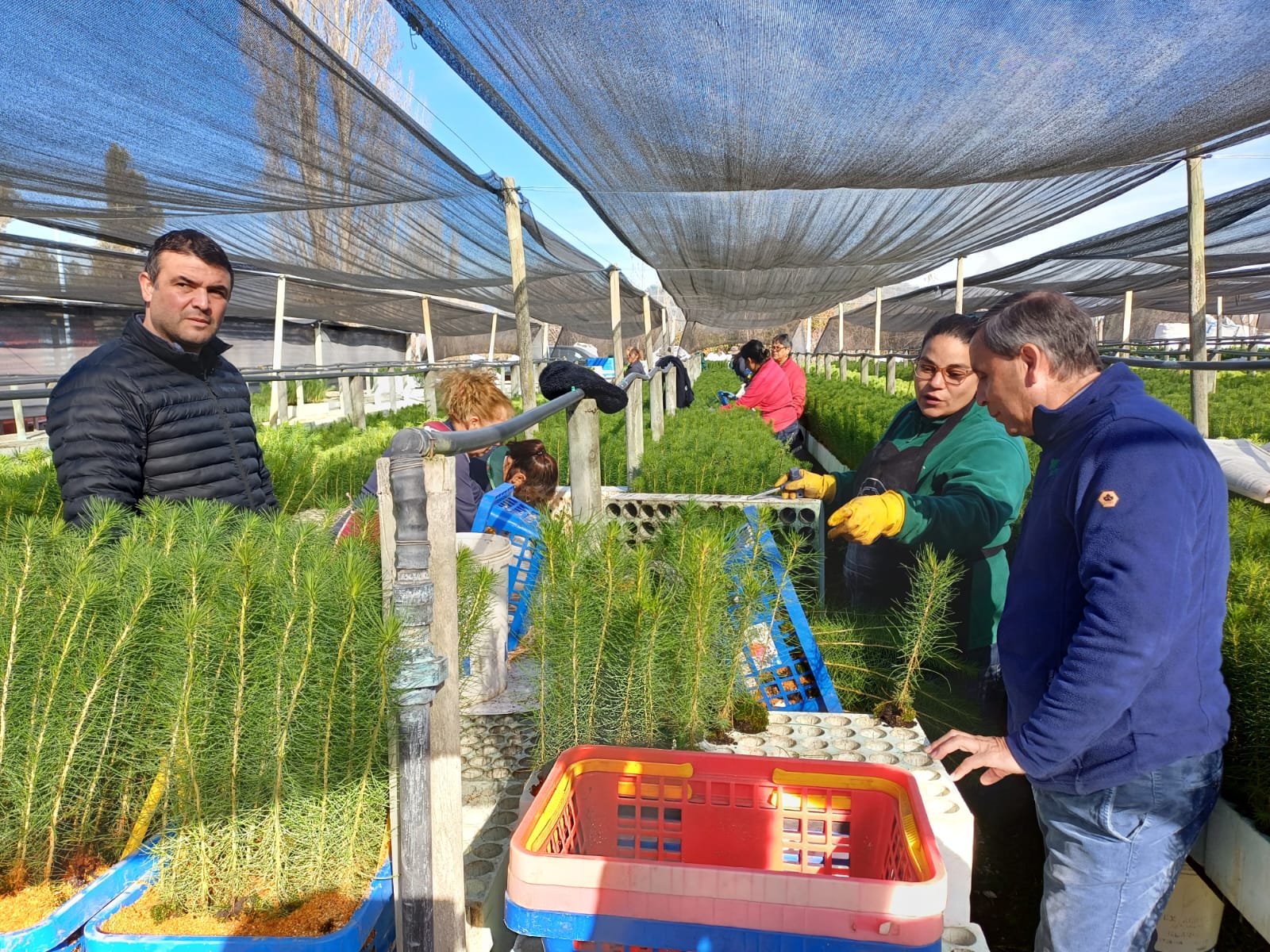 CONAF comprometida con la mitigación del cambio climático  a través de la plantación de más de 143 mil árboles