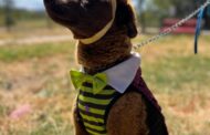 Rancagua celebra Halloween con perritos disfrazados y adopción responsable*