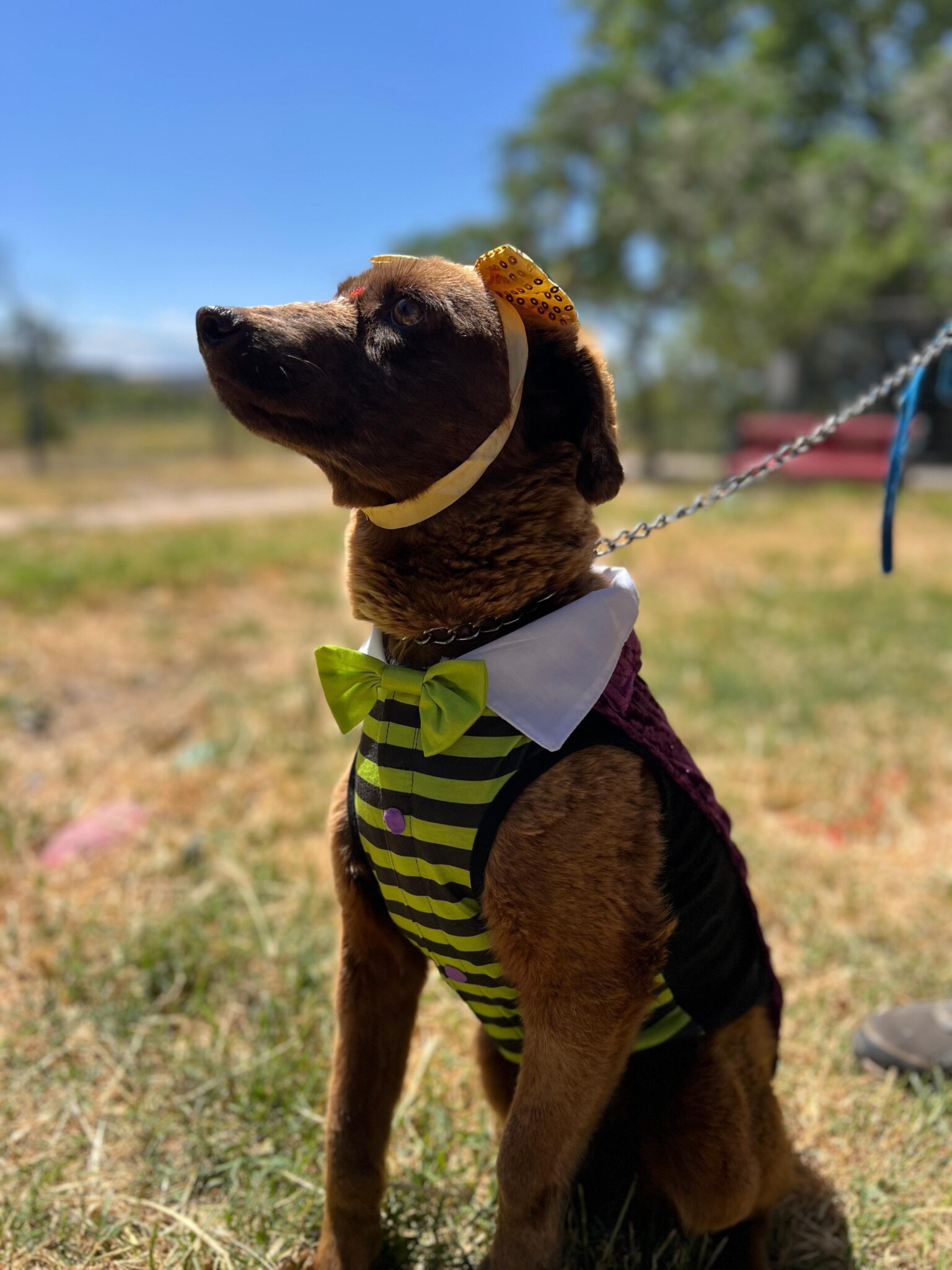 Rancagua celebra Halloween con perritos disfrazados y adopción responsable*