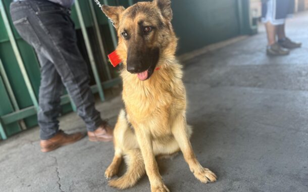 Rancagua: En Terminal Rodoviario adoptan a perrita en situación de calle y le dan una nueva oportunidad