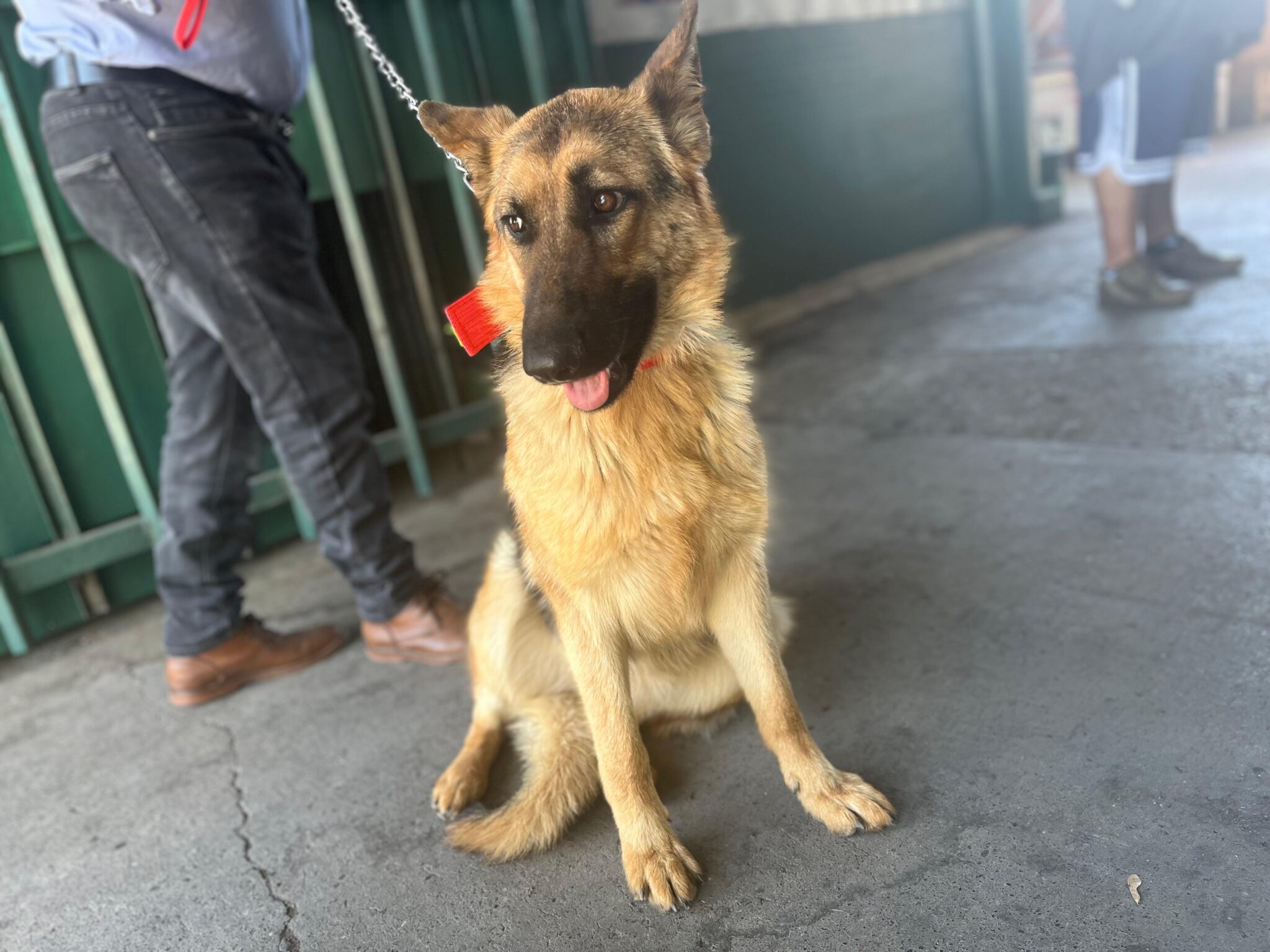 Rancagua: En Terminal Rodoviario adoptan a perrita en situación de calle y le dan una nueva oportunidad