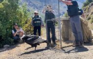 Liberan a cóndor andino que fue rescatado desde un alambrado en el Condominio Alto Nogales de Machalí