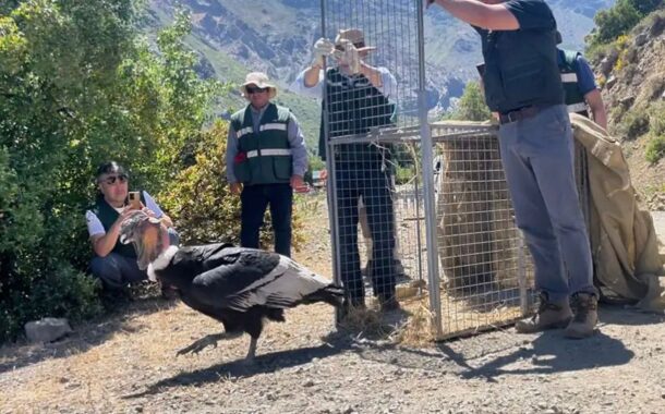 Liberan a cóndor andino que fue rescatado desde un alambrado en el Condominio Alto Nogales de Machalí