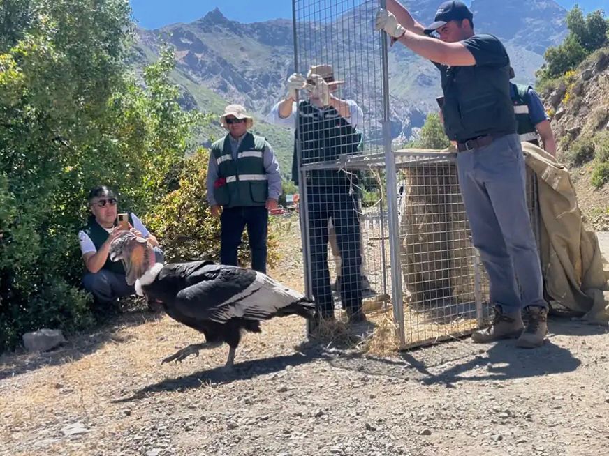 Liberan a cóndor andino que fue rescatado desde un alambrado en el Condominio Alto Nogales de Machalí