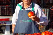 Tomate casi 19% más barato este verano: producción se dispara en la zona central