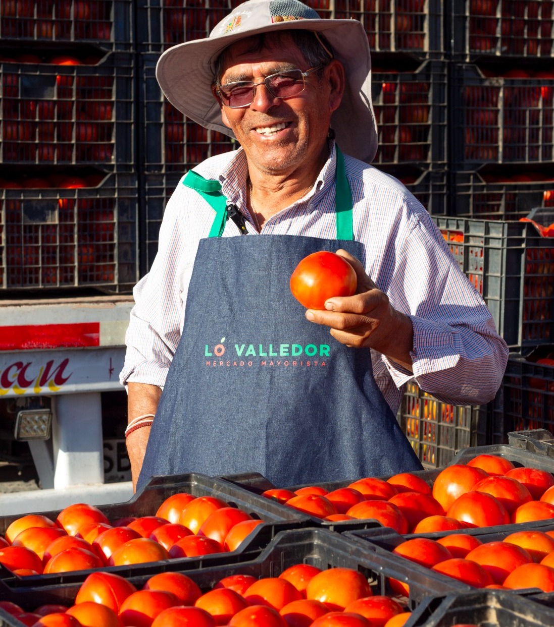 Tomate casi 19% más barato este verano: producción se dispara en la zona central