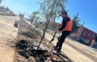 Municipalidad de Rancagua avanza en la construcción del nuevo bandejón de calle Constanza