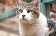 Gatos buscan hogar en Monticello: nueva jornada de adopción llega en el Día del Niño