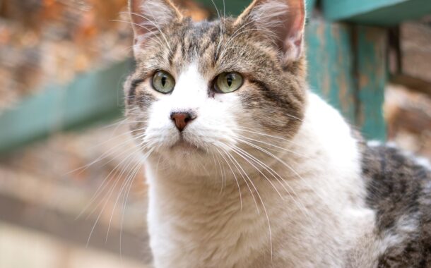 Gatos buscan hogar en Monticello: nueva jornada de adopción llega en el Día del Niño