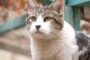 Gatos buscan hogar en Monticello: nueva jornada de adopción llega en el Día del Niño