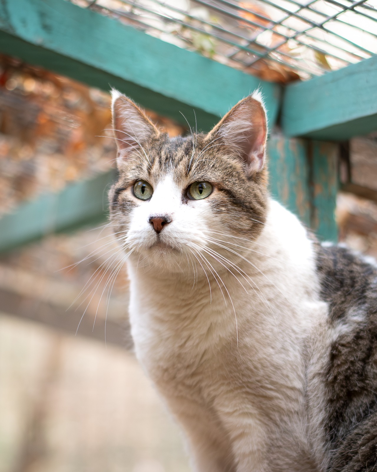 Gatos buscan hogar en Monticello: nueva jornada de adopción llega en el Día del Niño