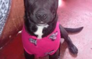 Jornada de adopción invita a encontrar un nuevo hogar para perros en Monticello