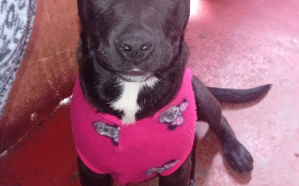 Jornada de adopción invita a encontrar un nuevo hogar para perros en Monticello