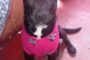 Jornada de adopción invita a encontrar un nuevo hogar para perros en Monticello