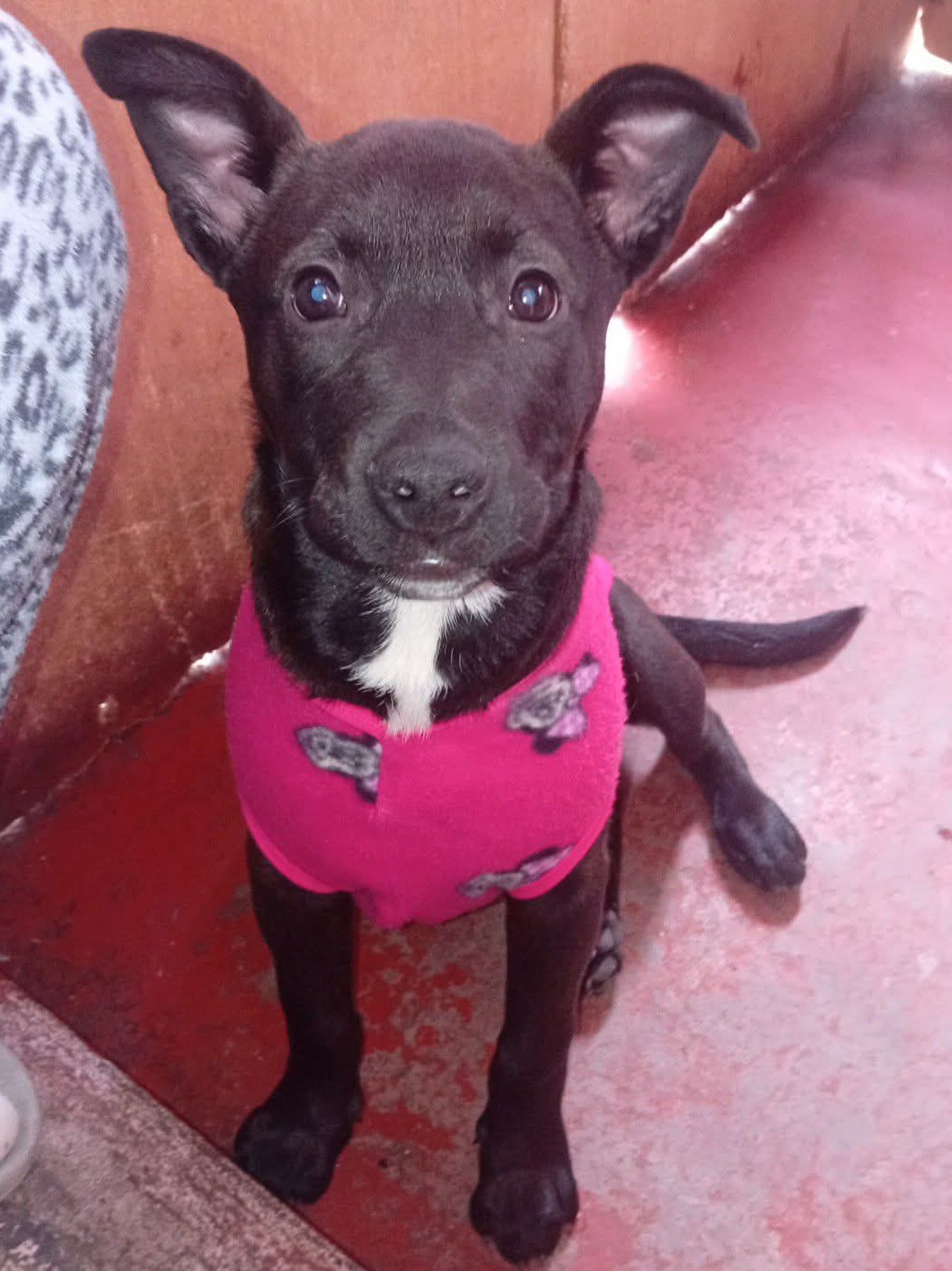 Jornada de adopción invita a encontrar un nuevo hogar para perros en Monticello