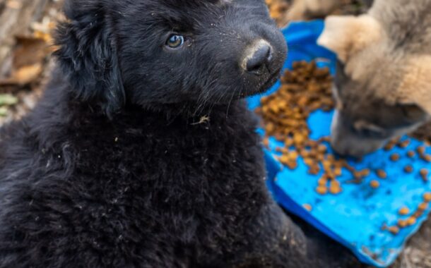 Municipalidad de Rancagua rescata 7 perritos de la vía del tren: Ahora buscan familia